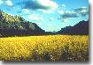 The mountains of Waterton Park rise suddenly out of the prairies.