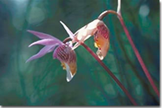 Waterton Lakes National Park boasts over 1400 varieties of flowers!