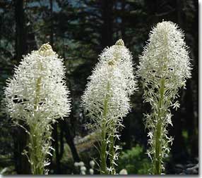 Beargrass, a rare plant found in Waterton Park, blooms only every 7 years.